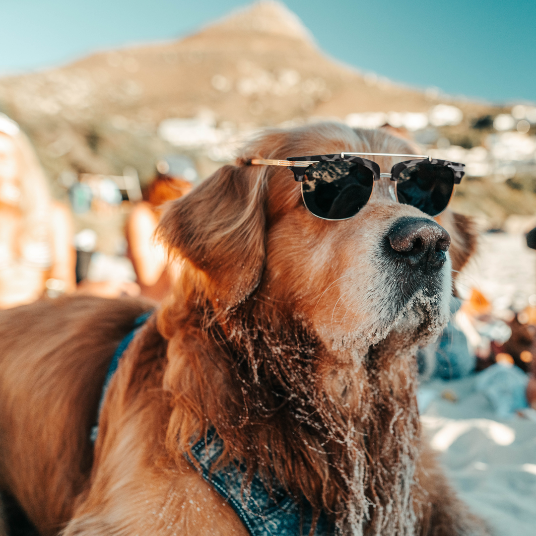 Snowboarder carving through powder in snowy terrain.